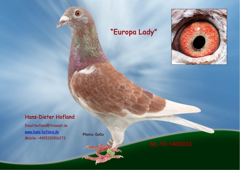 europa lady taubenversteigerung.de europa lady taubenversteigerung.de